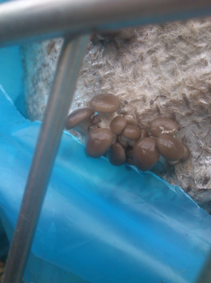 Die ersten Sprösslinge