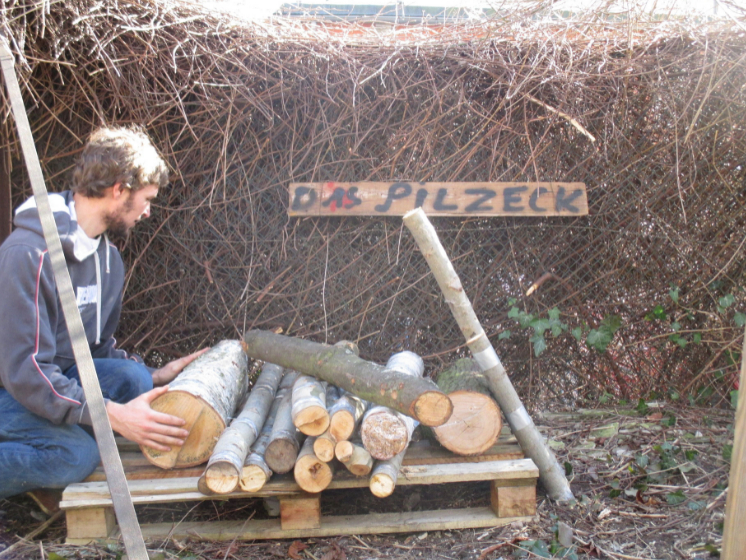 Die beimpften Stämmchen (Laubholz)