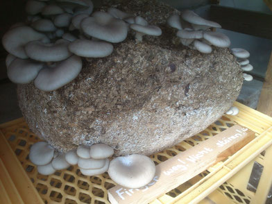 Austernernte Mitte Mai